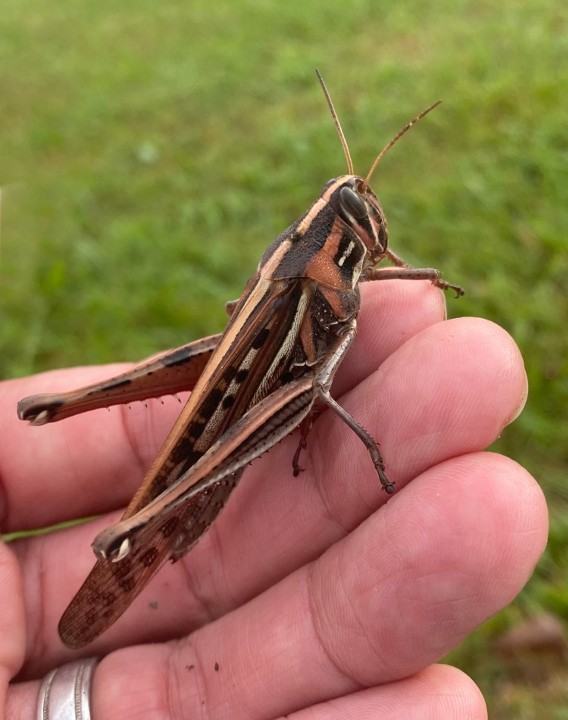 American Bird Grasshopper